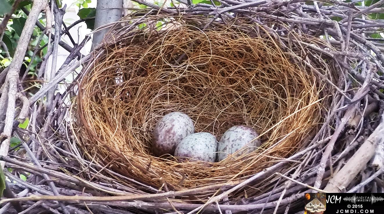Scrub Jay Nest vacant with 3 eggs santa clarita jcmdi.com